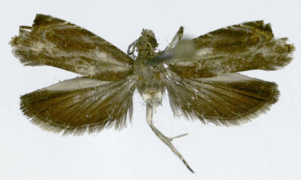 /filer/webapps/moths/media/images/P/phaios_Stygitropha_HT_ZMJU.jpg