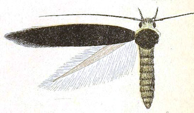 /filer/webapps/moths/media/images/P/phalacra_Stagmatophora_HT_Meyrick_6-8.jpg