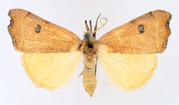 /filer/webapps/moths/media/images/P/phalaeniformis_Hondryches_AF_TMSA_01.jpg