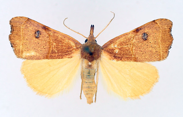 /filer/webapps/moths/media/images/P/phalaeniformis_Hondryches_AF_TMSA_02.jpg