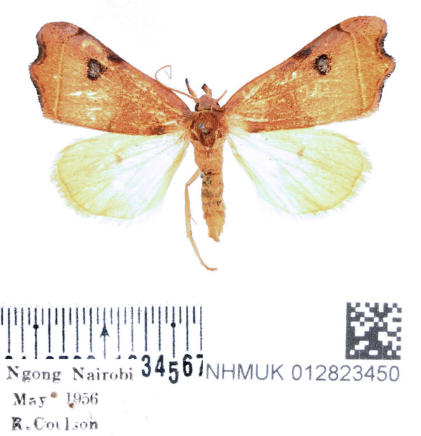 /filer/webapps/moths/media/images/P/phalaeniformis_Hondryches_AM_BMNH_01.jpg