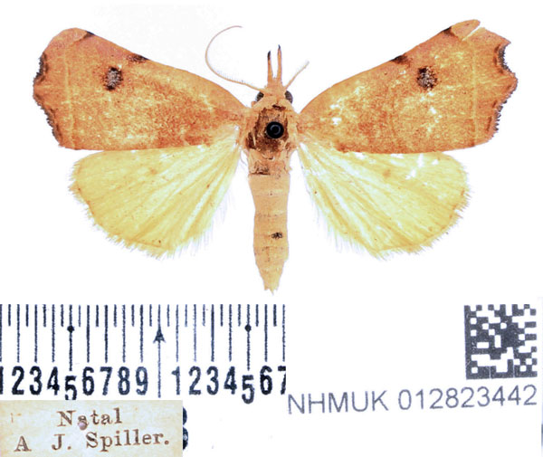 /filer/webapps/moths/media/images/P/phalaeniformis_Hondryches_AM_BMNH_02.jpg
