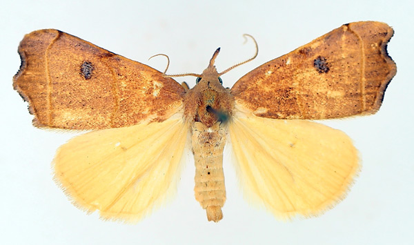 /filer/webapps/moths/media/images/P/phalaeniformis_Hondryches_AM_TMSA_01.jpg