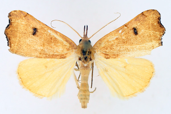 /filer/webapps/moths/media/images/P/phalaeniformis_Hondryches_AM_TMSA_02.jpg