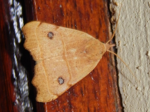 /filer/webapps/moths/media/images/P/phalaeniformis_Hondryches_A_Grobler.jpg