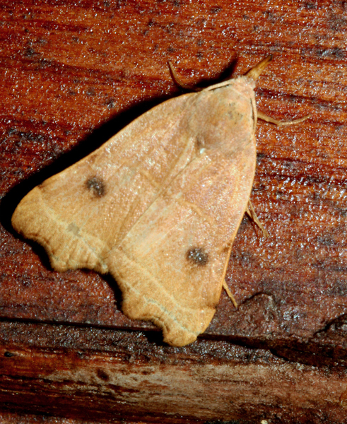 /filer/webapps/moths/media/images/P/phalaeniformis_Hondryches_A_Roland_01.jpg