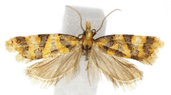 /filer/webapps/moths/media/images/P/phalarocosma_Phalarotortrix_AM_ISEA.jpg