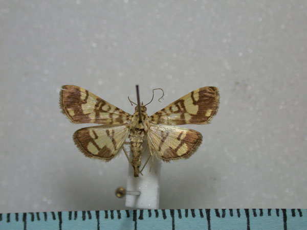 /filer/webapps/moths/media/images/P/phalaromima_Pardomima_A_Revell.jpg