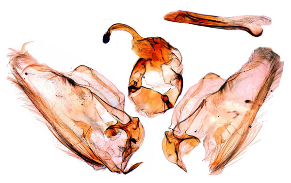 /filer/webapps/moths/media/images/P/phalaromima_Pardomima_GM_Poltavsky.jpg