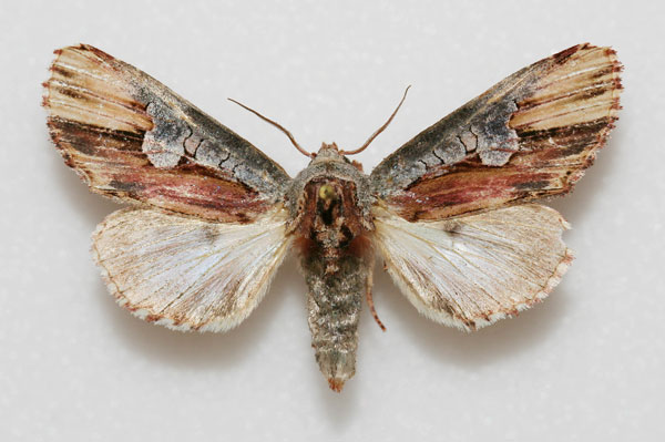 /filer/webapps/moths/media/images/P/phaleroides_Cetola_AF_Legrain.jpg