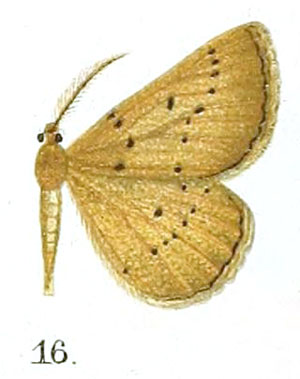 /filer/webapps/moths/media/images/P/phanerostigma_Aphilopota_HT_Prout_16-16.jpg