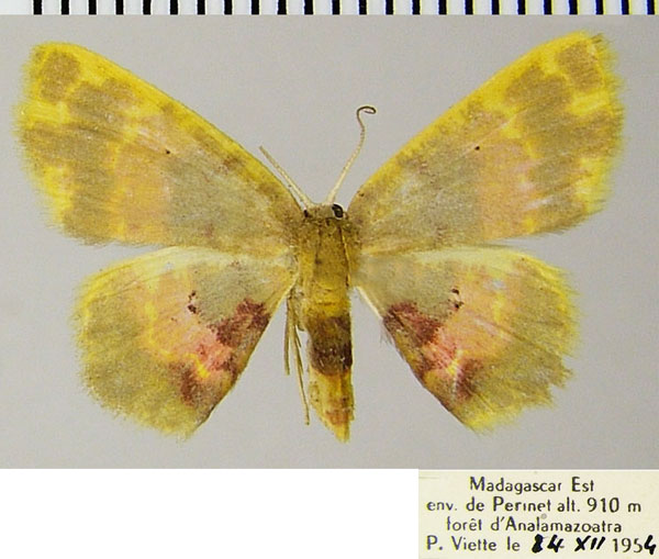 /filer/webapps/moths/media/images/P/phanoptica_Chrysocraspeda_AF_ZSM.jpg