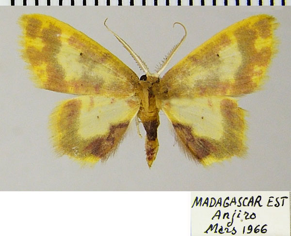 /filer/webapps/moths/media/images/P/phanoptica_Chrysocraspeda_AM_ZSMa.jpg