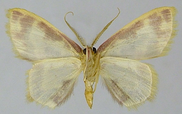 /filer/webapps/moths/media/images/P/phanoptica_Chrysocraspeda_AM_ZSMb.jpg