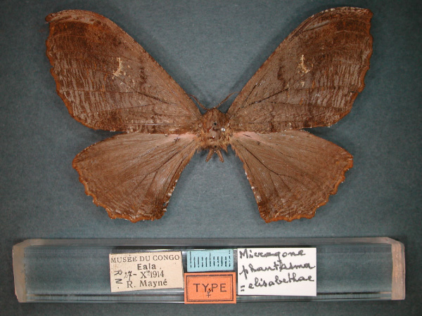 /filer/webapps/moths/media/images/P/phantasma_Micragone_AT_RMCA_01.jpg