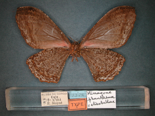 /filer/webapps/moths/media/images/P/phantasma_Micragone_AT_RMCA_02.jpg