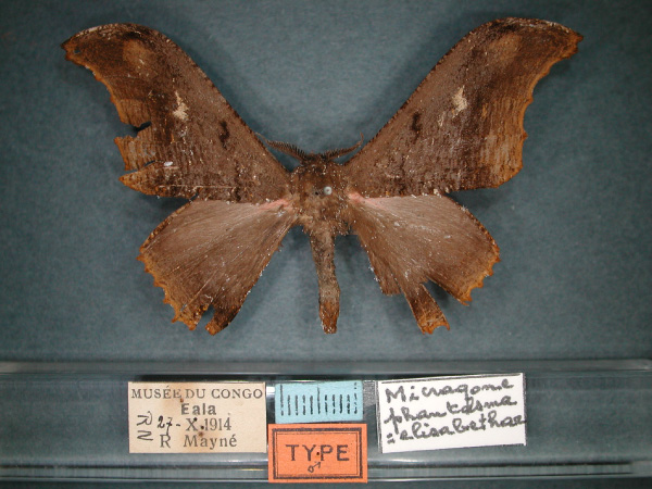 /filer/webapps/moths/media/images/P/phantasma_Micragone_HT_RMCA_01.jpg