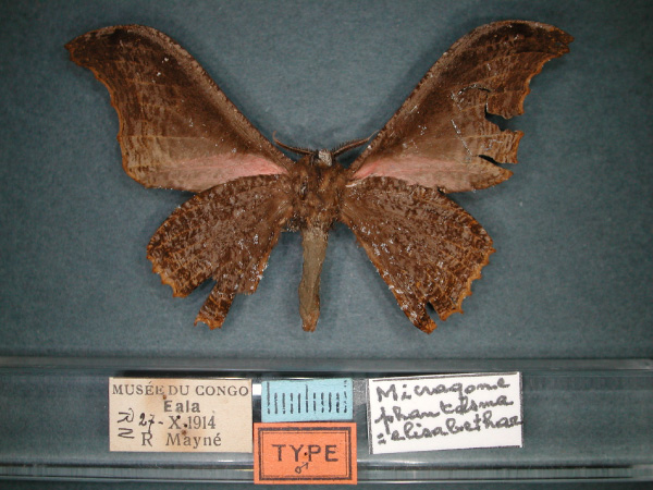 /filer/webapps/moths/media/images/P/phantasma_Micragone_HT_RMCA_02.jpg