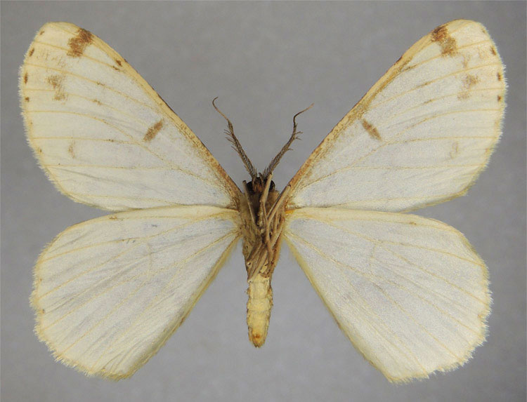 /filer/webapps/moths/media/images/P/phantasma_Zeuctoboarmia_HT_ZSMb.jpg