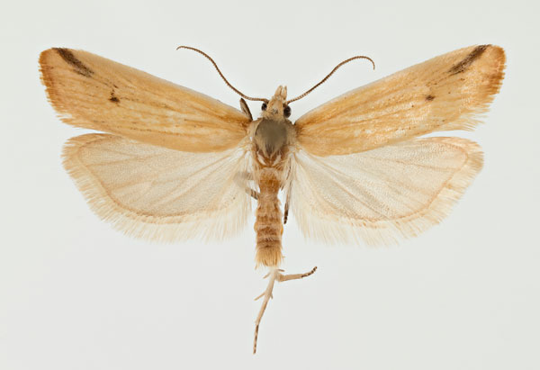 /filer/webapps/moths/media/images/P/pharetrata_Hectaphelia_AM_ZMHB.jpg