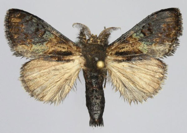 /filer/webapps/moths/media/images/P/phasiana_Abakabaka_AM_Golovizin.jpg