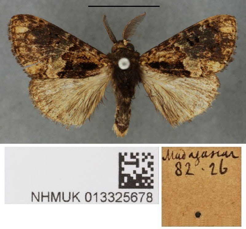 /filer/webapps/moths/media/images/P/phasiana_Parorgyia_HT_BMNHa.jpg