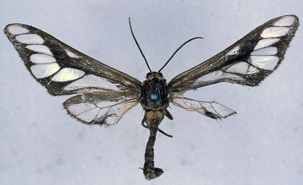 /filer/webapps/moths/media/images/P/phasma_Thyretes_HT_BMNH_01.jpg