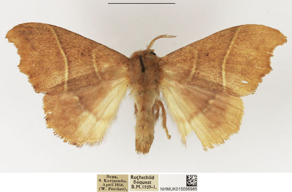 /filer/webapps/moths/media/images/P/phaula_Hapsimachogonia_AF_NHMUK.jpg