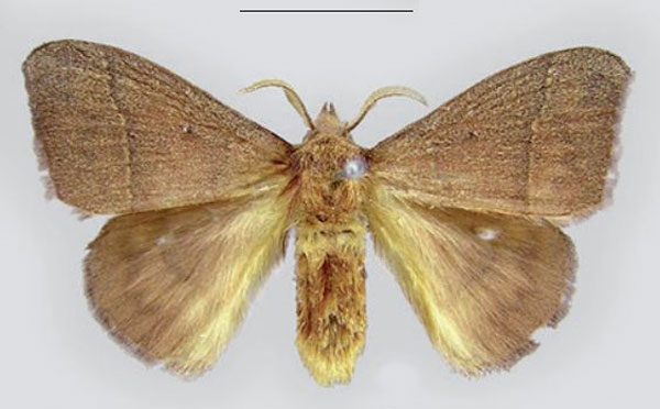 /filer/webapps/moths/media/images/P/phaula_Odontopacha_HT_CMNH.jpg