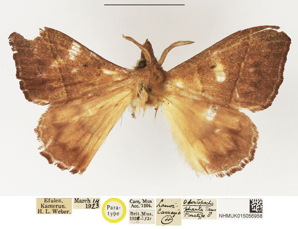 /filer/webapps/moths/media/images/P/phaula_Odontopacha_PTF_NHMUK_03.jpg