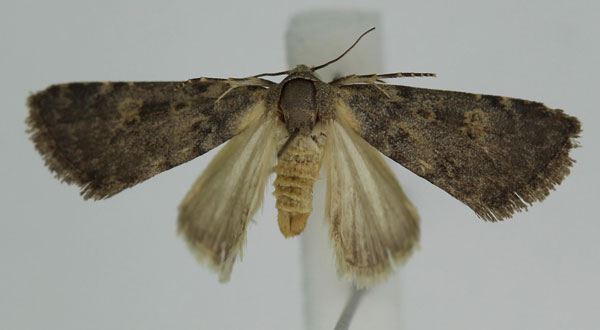 /filer/webapps/moths/media/images/P/phaulopsis_Dysmilichia_A_Monks.jpg
