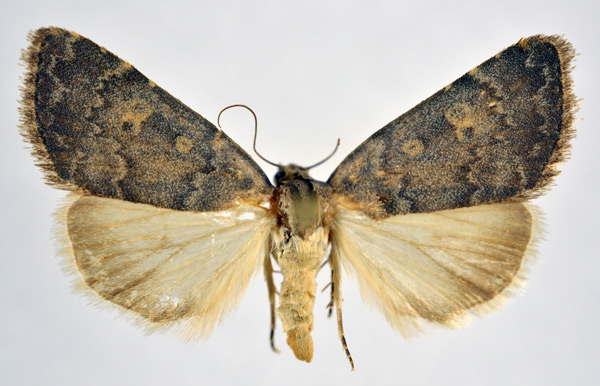 /filer/webapps/moths/media/images/P/phaulopsis_Dysmilichia_A_NHMO.jpg