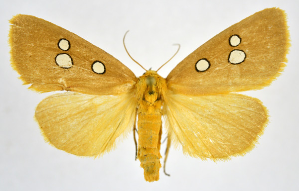 /filer/webapps/moths/media/images/P/phedonia_Rhadinophora_AF_NHMO.jpg