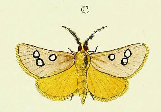 /filer/webapps/moths/media/images/P/phedonia_Rhadinophora_Cramer4_347_C.jpg