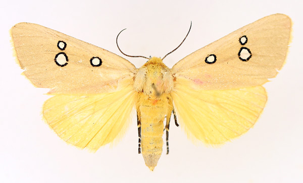 /filer/webapps/moths/media/images/P/phedonia_Rhanidophora_AF_TMSA_01.jpg
