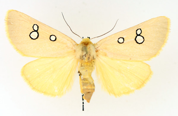 /filer/webapps/moths/media/images/P/phedonia_Rhanidophora_AF_TMSA_02.jpg