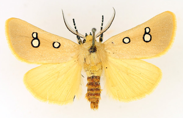 /filer/webapps/moths/media/images/P/phedonia_Rhanidophora_AM_TMSA_01.jpg