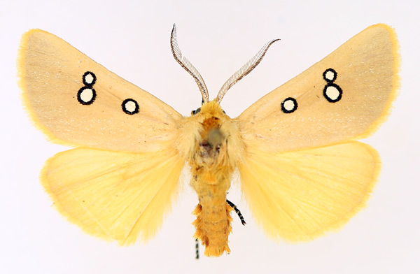 /filer/webapps/moths/media/images/P/phedonia_Rhanidophora_AM_TMSA_02.jpg