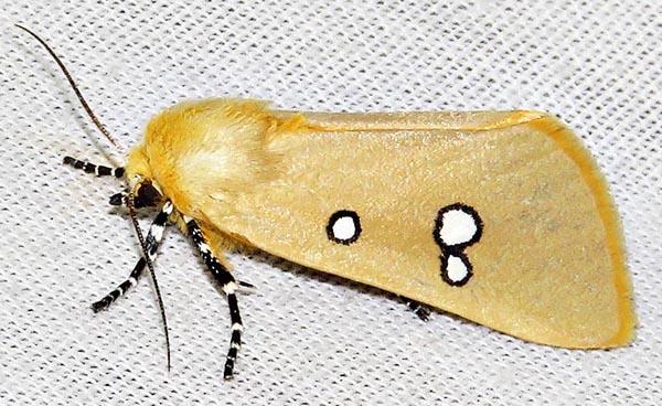 /filer/webapps/moths/media/images/P/phedonia_Rhanidophora_A_Braun_08.jpg
