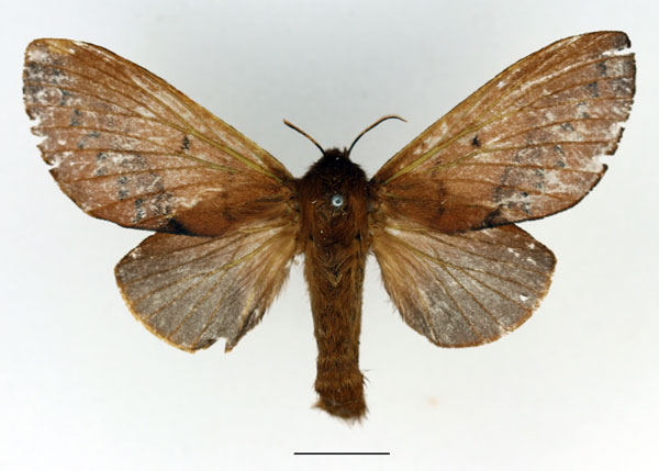 /filer/webapps/moths/media/images/P/phela_Acosmetoptera_AF_Basquin.jpg