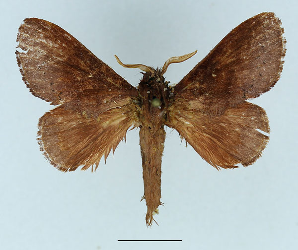 /filer/webapps/moths/media/images/P/phela_Acosmetoptera_AM_Basquin_02.jpg