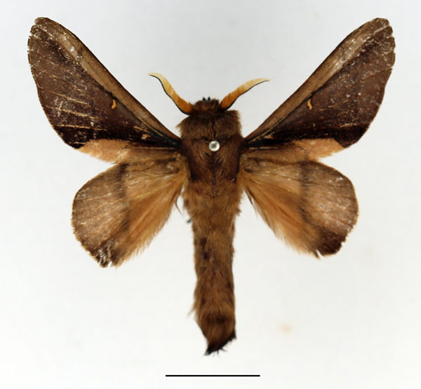 /filer/webapps/moths/media/images/P/phenax_Apatelopteryx_AM_Basquin_01.jpg