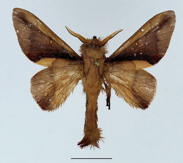 /filer/webapps/moths/media/images/P/phenax_Apatelopteryx_AM_Basquin_02.jpg