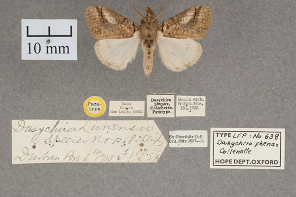/filer/webapps/moths/media/images/P/phenax_Dasychira_PT_OUMNH_01.jpg