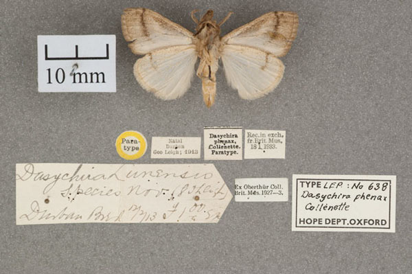 /filer/webapps/moths/media/images/P/phenax_Dasychira_PT_OUMNH_02.jpg