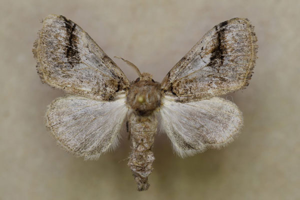 /filer/webapps/moths/media/images/P/phenax_Laelia_A_Butler.jpg