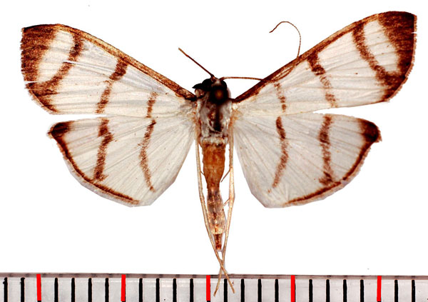 /filer/webapps/moths/media/images/P/phenice_Zebronia_AM_Poltavsky.jpg