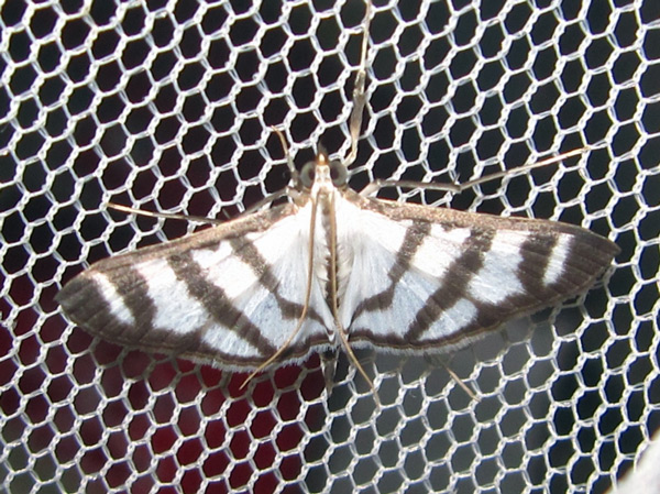 /filer/webapps/moths/media/images/P/phenice_Zebronia_A_Bippus_02.jpg