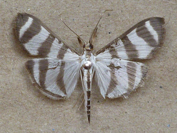 /filer/webapps/moths/media/images/P/phenice_Zebronia_A_Butler.jpg