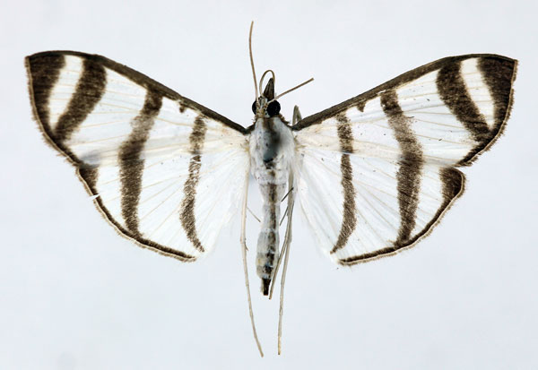 /filer/webapps/moths/media/images/P/phenice_Zebronia_A_ISEA.jpg